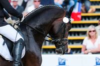 Kirchhellener_Reitsand_Content_Team_Dressur